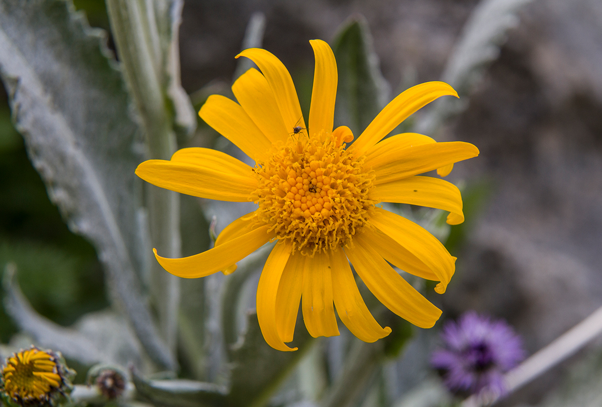 Nutritious meals–Arnica for Well being: Advantages, Aspect Results, and How you can Use It