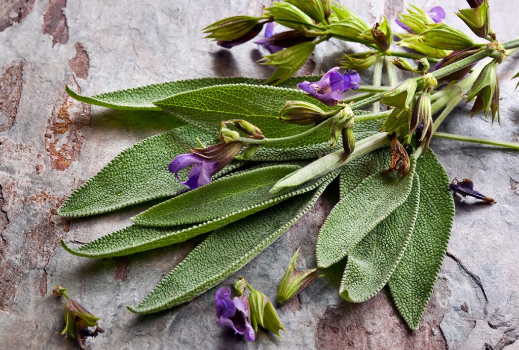 Nutritious meals–Sage: Health Benefits, Precautions, and How to Consume It
