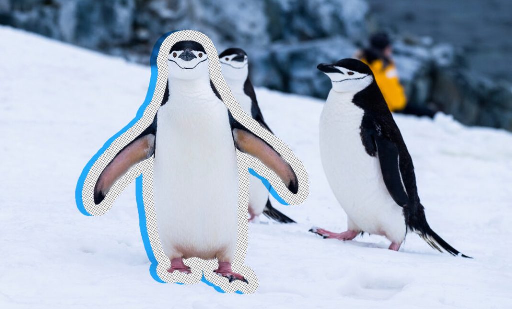 Go Boldly:10 Things to Know About Traveling to Antarctica